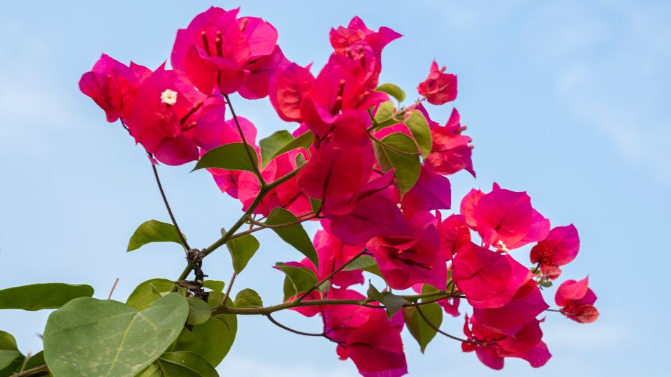 Murvafurt Bougainvillea 2