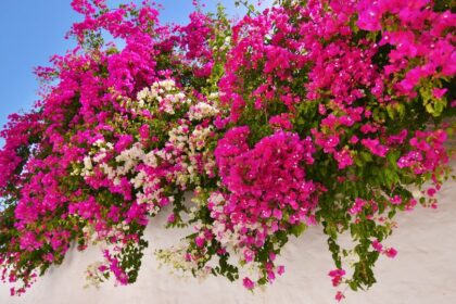 Murvafurt Bougainvillea