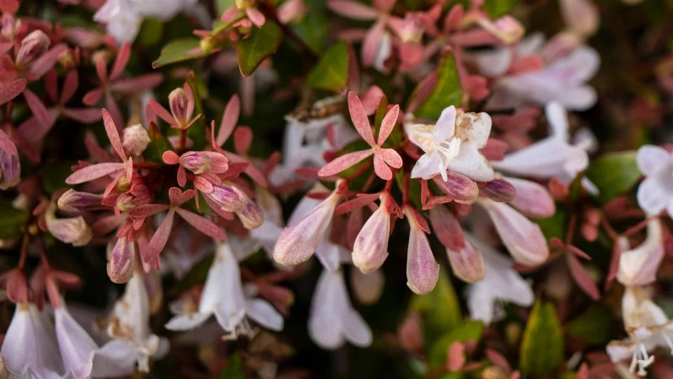 A nagyvirágú tárnicslonc virágai, finom rózsaszín és fehér árnyalatokkal, zöld levelekkel körülvéve.