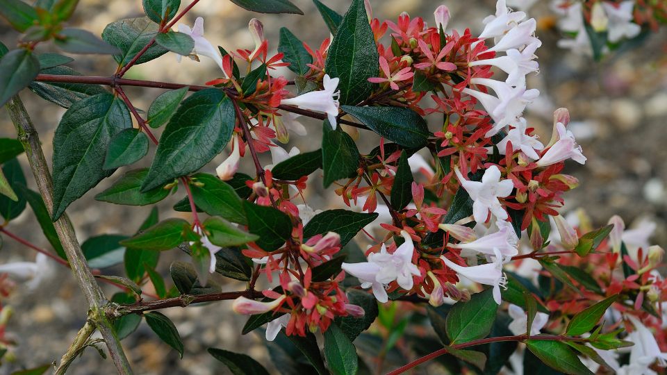 Nagyviragu tarnicslonc Abelia × grandiflora 3