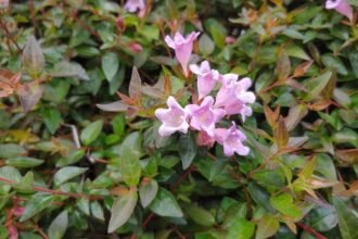 A nagyvirágú tárnicslonc virágai, gyönyörű rózsaszín árnyalatban, zöld levelek között.