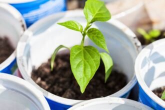 Friss paprika palánták fejlődnek kék edényekben, zöld leveleikkel az egészséges növekedés jeleit mutatják.