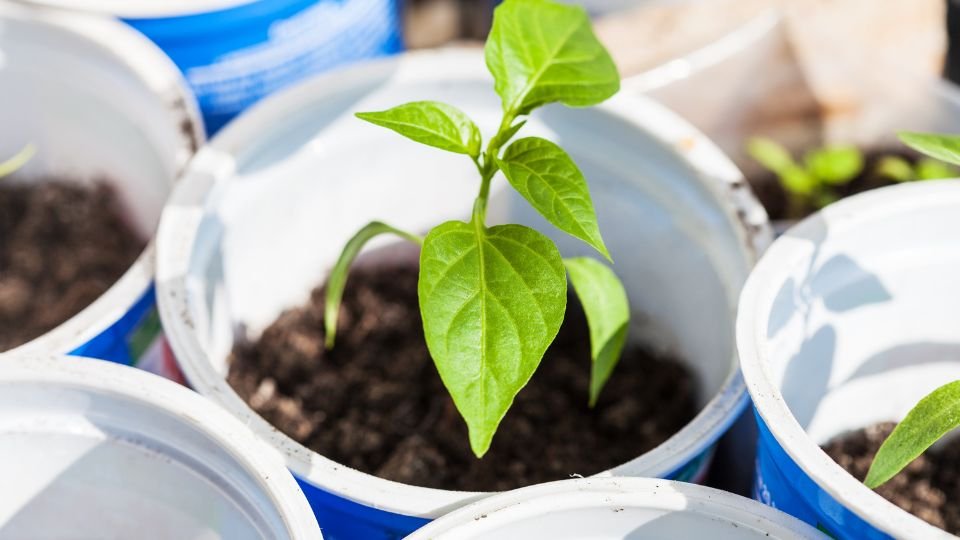 Friss paprika palánták fejlődnek kék edényekben, zöld leveleikkel az egészséges növekedés jeleit mutatják.