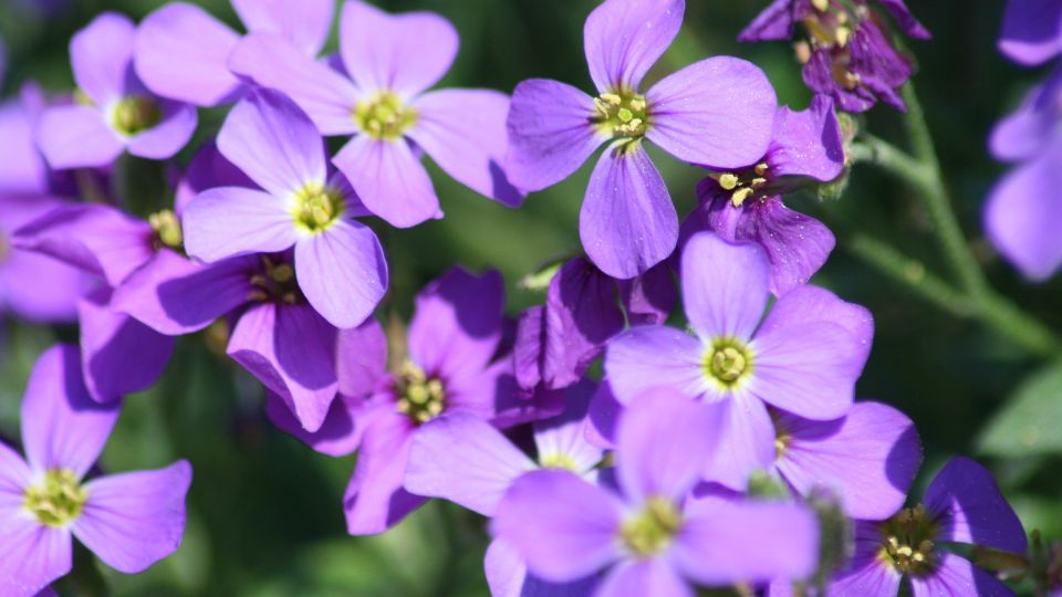 Pazsitviola Aubrieta 1