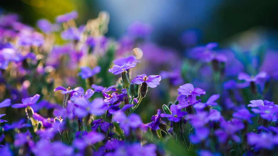 Pazsitviola Aubrieta 3