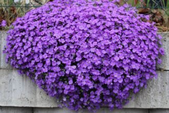 Egy szép pázsitviola bokor, tele lila virágokkal, egy betonkerítés mellett.