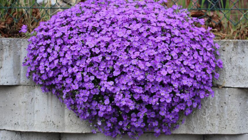 Pazsitviola Aubrieta