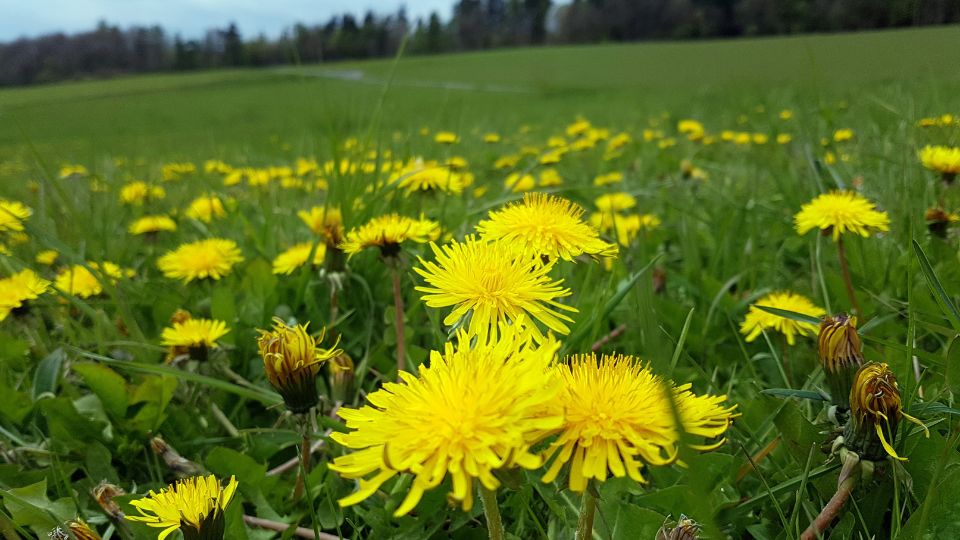 Pitypang Taraxacum officinale