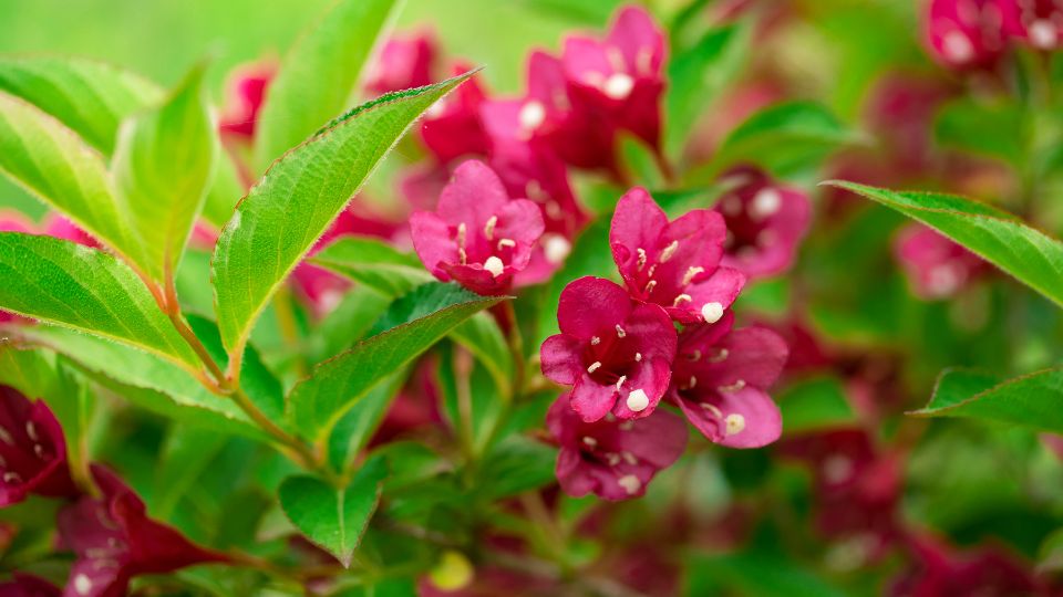 Rozsalonc Weigela 1