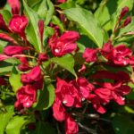 Rozsalonc Weigela