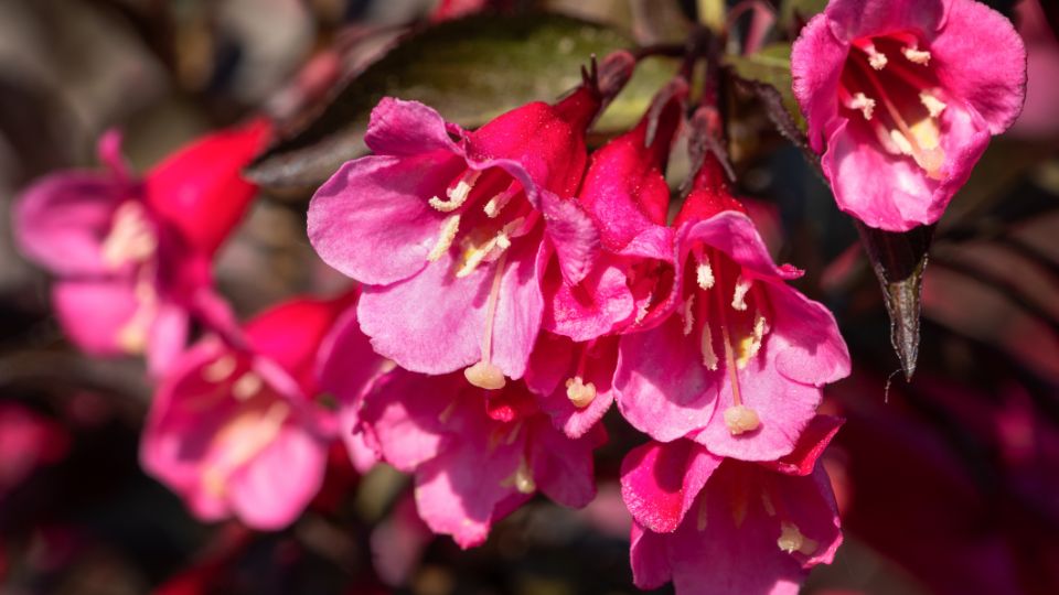 Rozsalonc Weigela 2