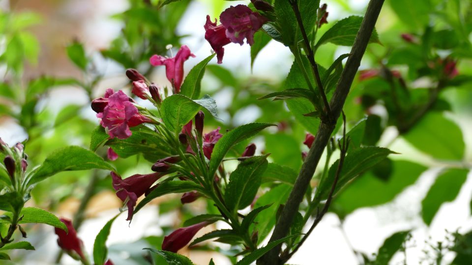 Rozsalonc Weigela 3