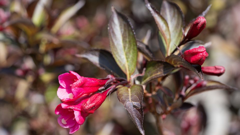 Rozsalonc Weigela 4