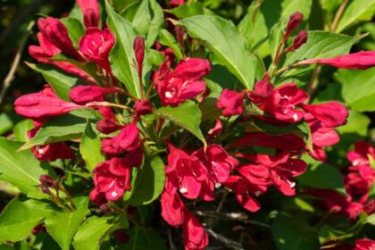 Rozsalonc Weigela