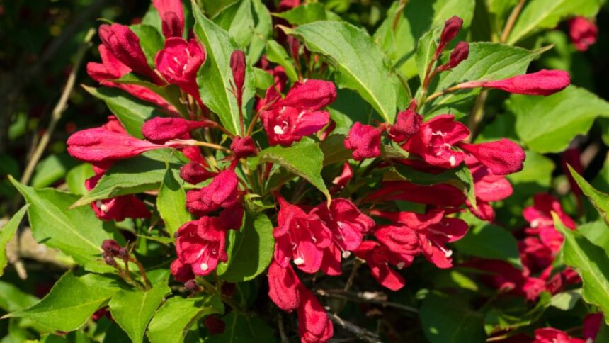 Rozsalonc Weigela