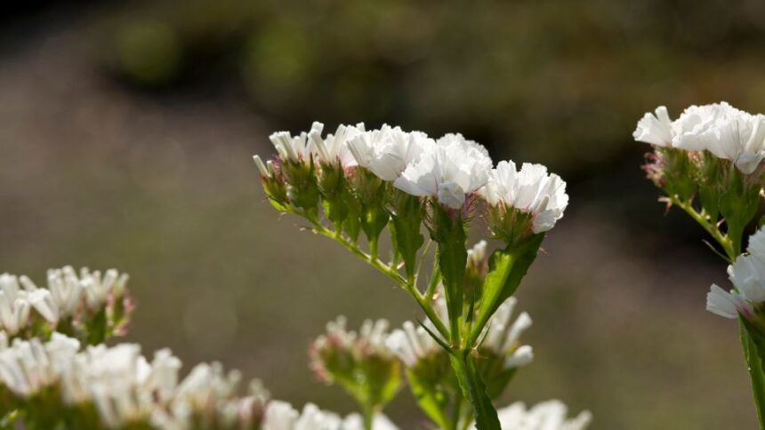 Sovirag Limonium sinuatum