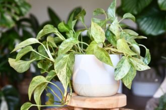 Egy gyönyörű szobanövény, zöld levelekkel, világos virágcserépben, kellemes otthoni környezetben.