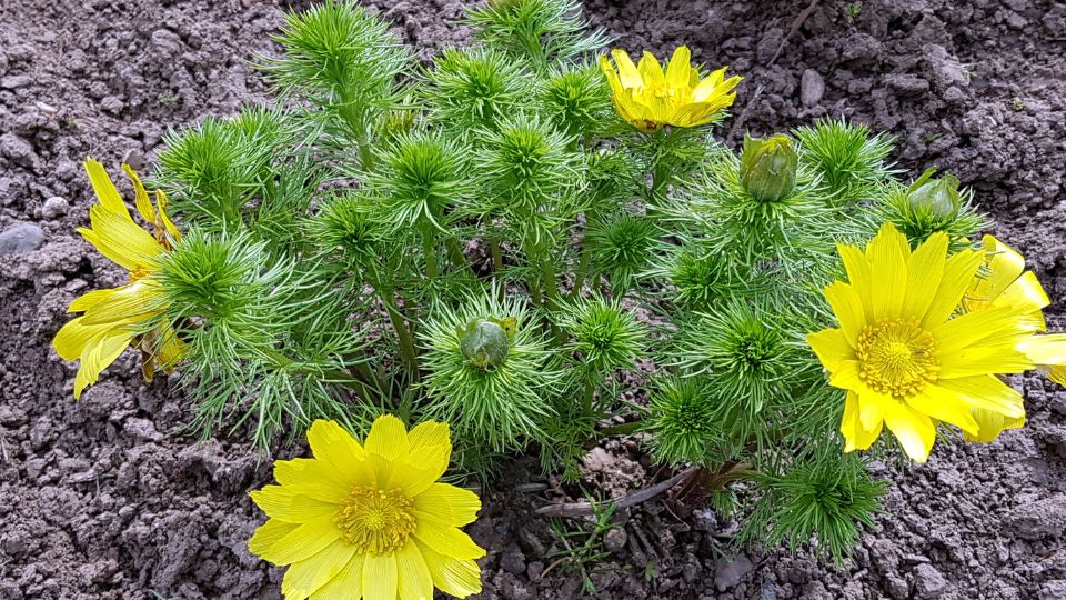 Tavaszi herics Adonis vernalis