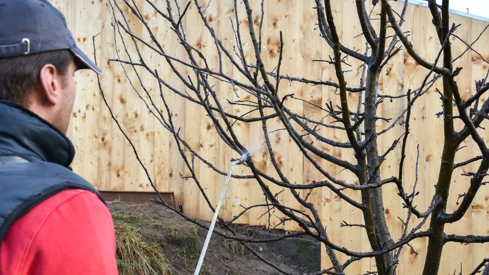Téli permetezés egy fának, a kertész gondosan ápolja a növényt.