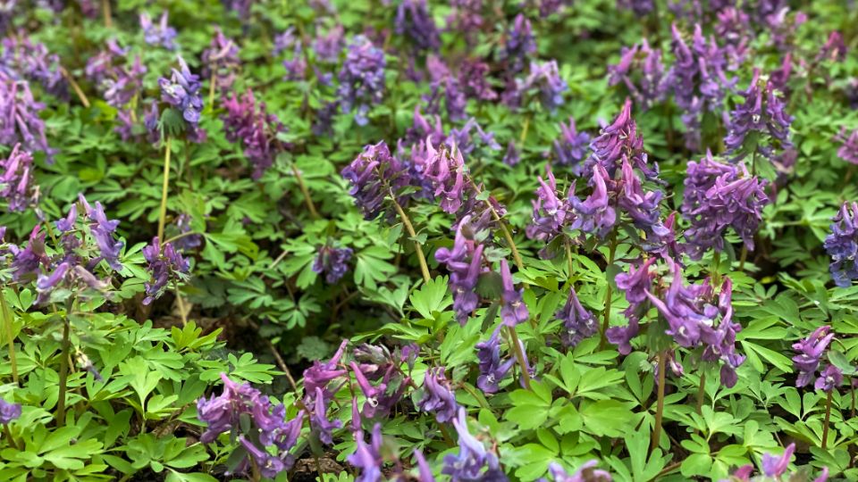 Ujjas Keltike Corydalis solida