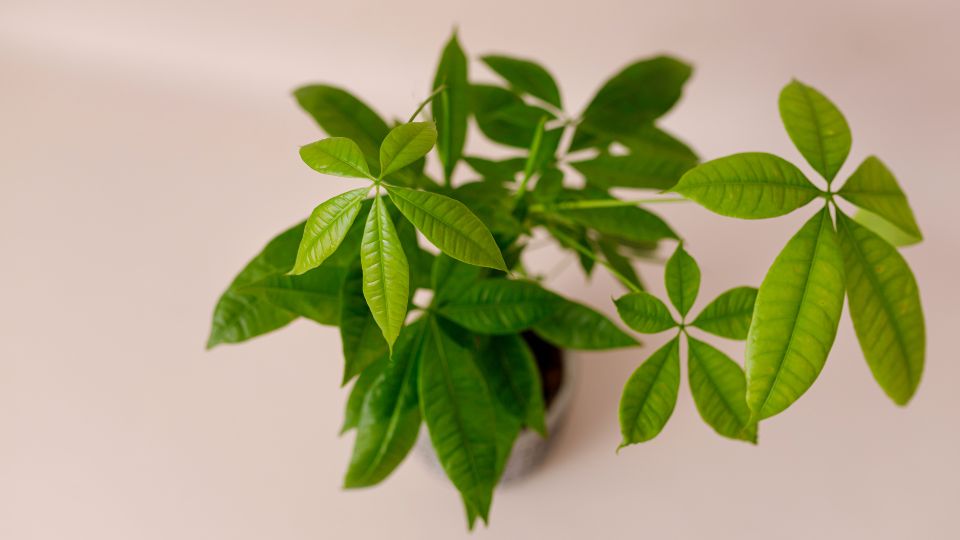 Vadkakao Pachira aquatica 3