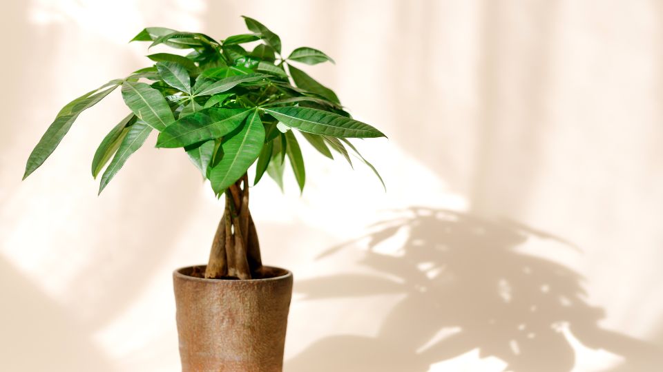 Vadkakao Pachira aquatica