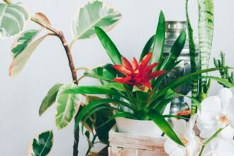 Virágzó szobanövények, zöld levelek és színes virágok egy tálcán.