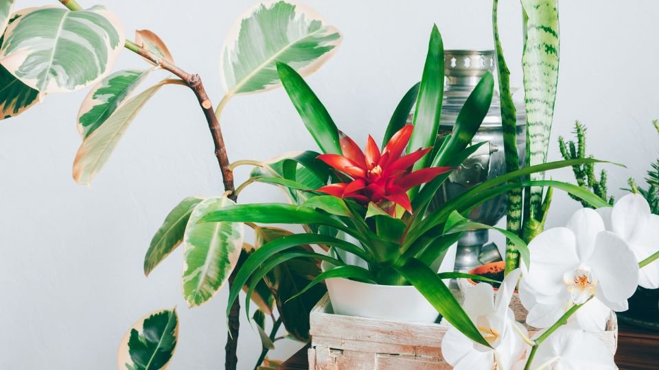 Virágzó szobanövények, zöld levelek és színes virágok egy tálcán.