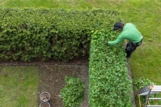 Egy kertész zöld sövényt nyír, körülötte gondozott fű és növények.