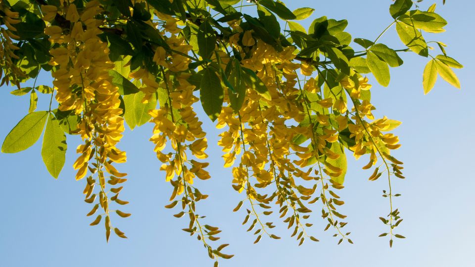 aranyeso Laburnum 1