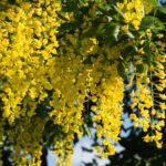 aranyeso Laburnum