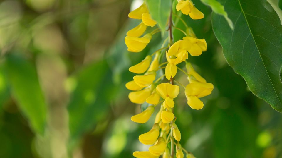 aranyeso Laburnum 2