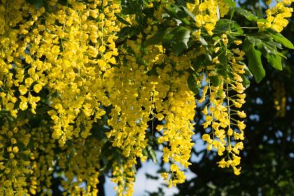 aranyeso Laburnum