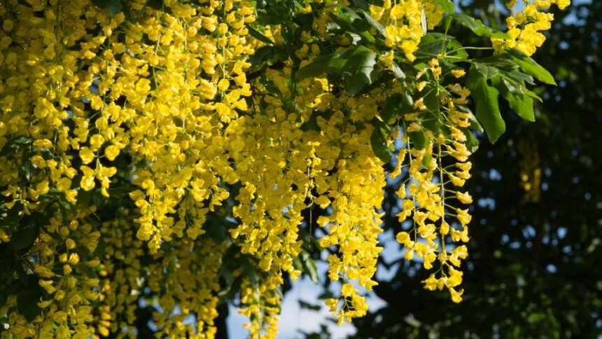 aranyeso Laburnum