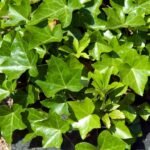 Dús, fényes zöld borostyánlevelek, amelyek gazdagon borítják a talajt egy kertben.