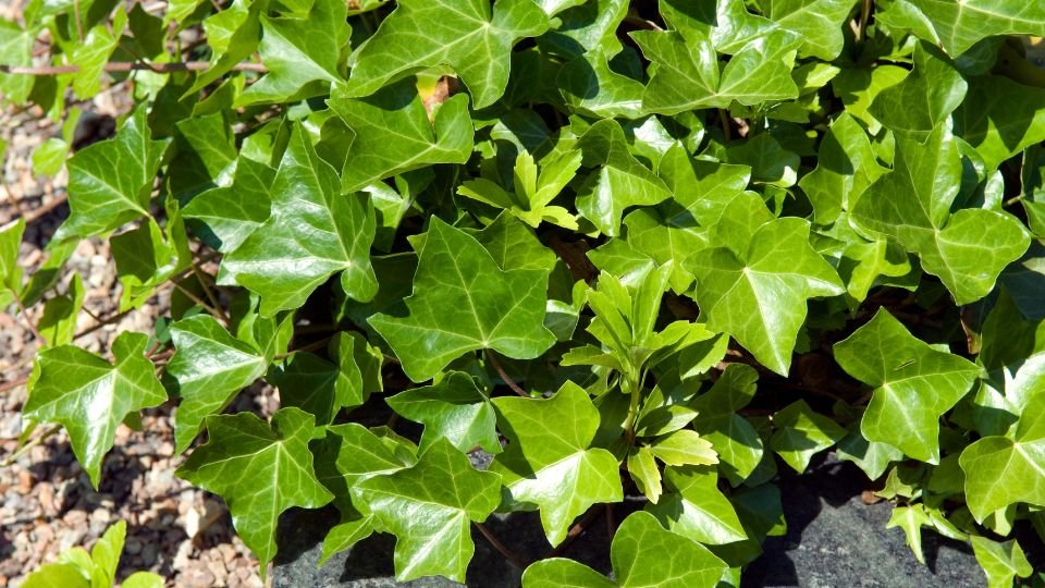 Dús, fényes zöld borostyánlevelek, amelyek gazdagon borítják a talajt egy kertben.