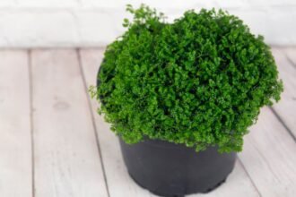 Egy csipkeharaszt (Selaginella martensii) zöld növény, dús levélzettel, fekete cserépben.