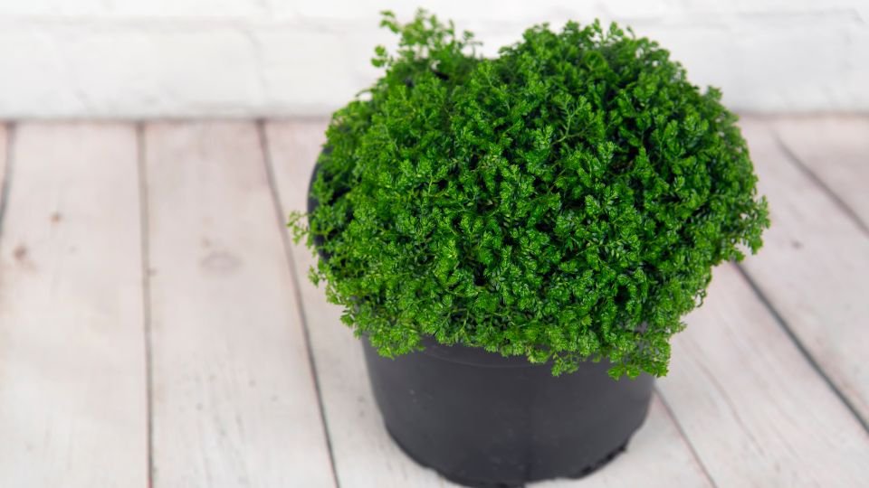 Egy csipkeharaszt (Selaginella martensii) zöld növény, dús levélzettel, fekete cserépben.