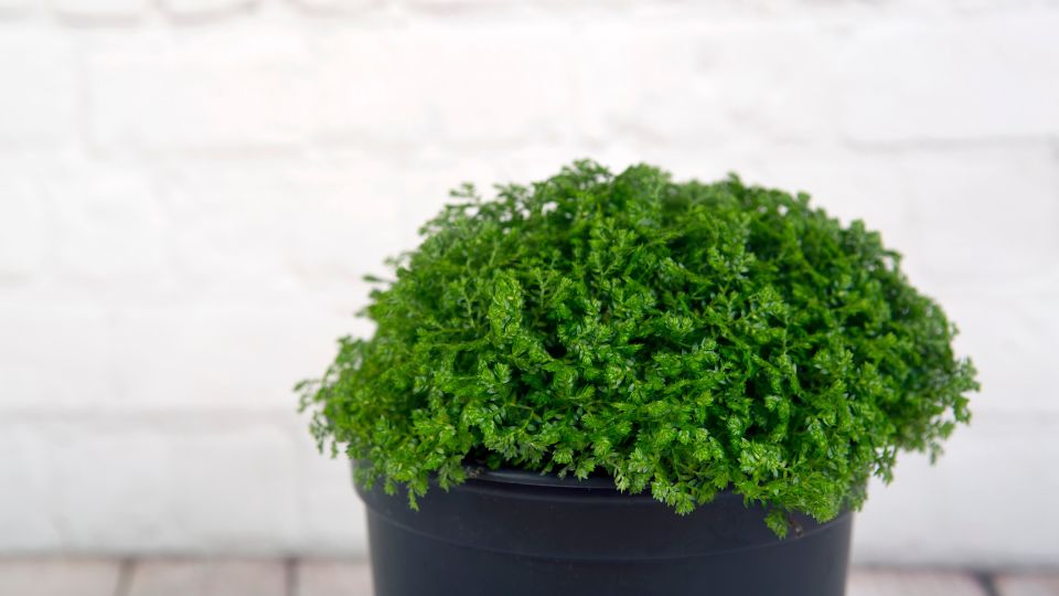csipkeharaszt Selaginella martensii