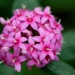 Gyönyörű pink egyiptomi csillagcsokor virágok zöld levelek között, friss és vibráló látvány.