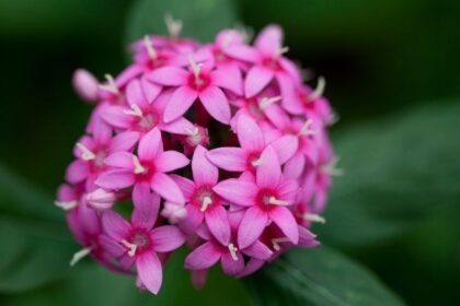 egyiptomi csillagcsokor Pentas lanceolata