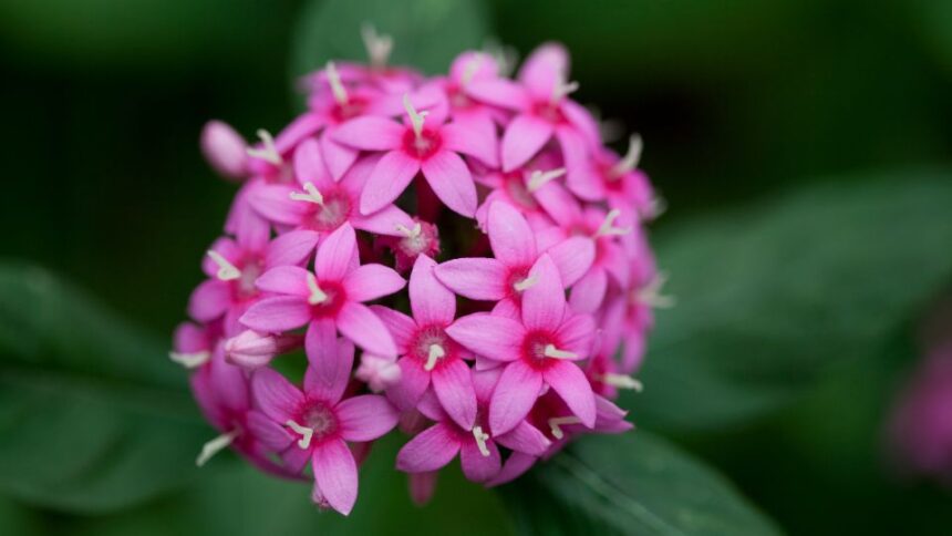 egyiptomi csillagcsokor Pentas lanceolata