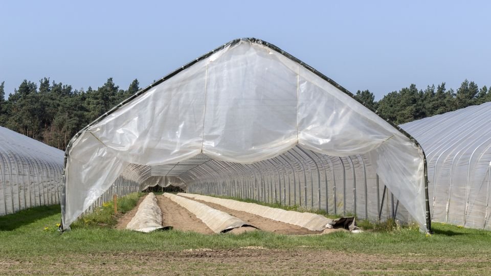 Egy világos fóliasátor belseje, ahol a növények fejlődnek, zöld fűvel körülvéve.
