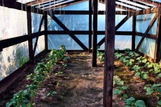 Fóliasátor belseje friss zöldségekkel, termesztéshez ideális környezet.