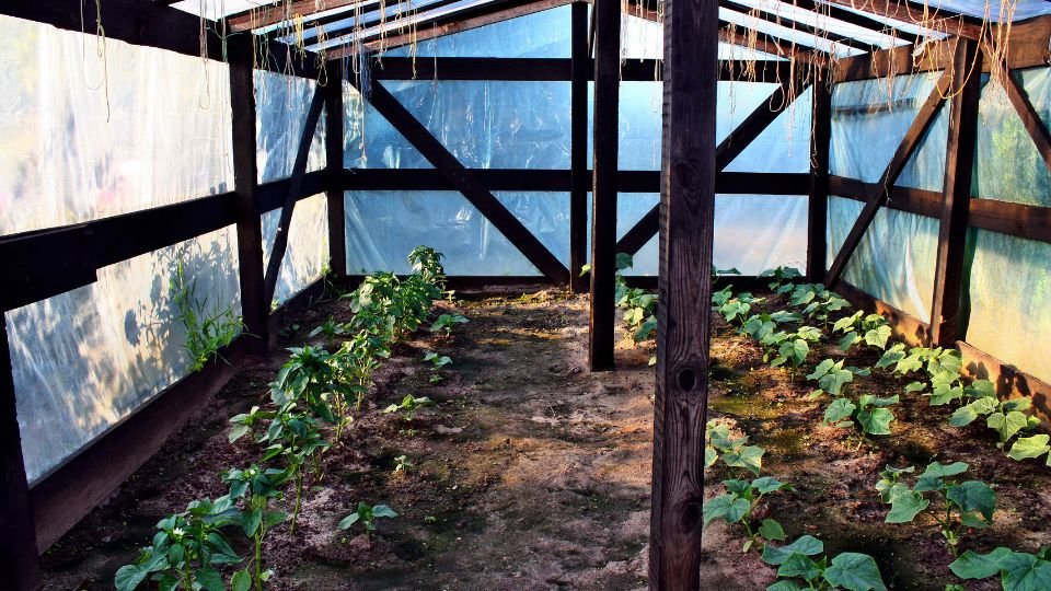 Fóliasátor belseje friss zöldségekkel, termesztéshez ideális környezet.