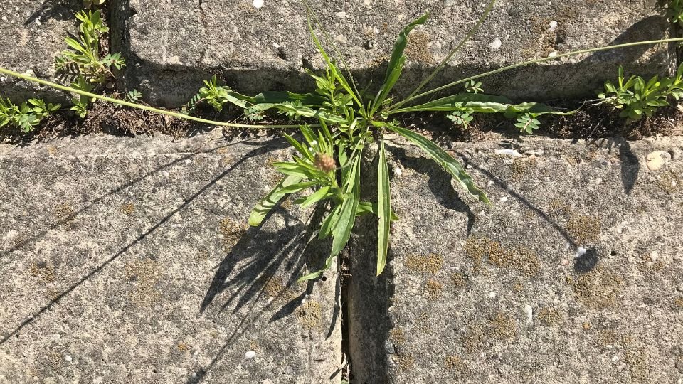 Gyomok nőnek a járda repedéseiben, zöld levelekkel és virágokkal.