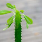 haromelu kutyatej Euphorbia trigona