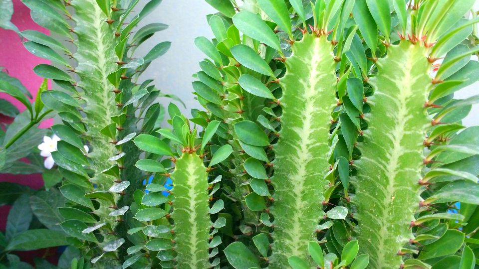 haromelu kutyatej Euphorbia trigona 2