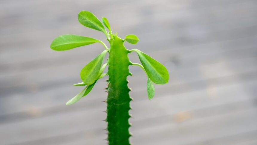 haromelu kutyatej Euphorbia trigona