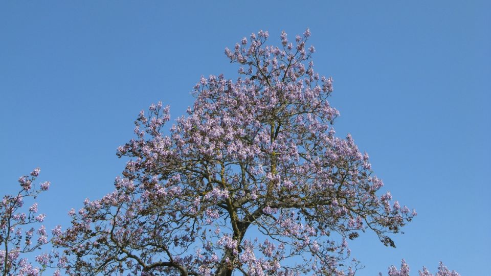 illatos csaszarfa vagy csaszarfa Paulownia tomentosa 1